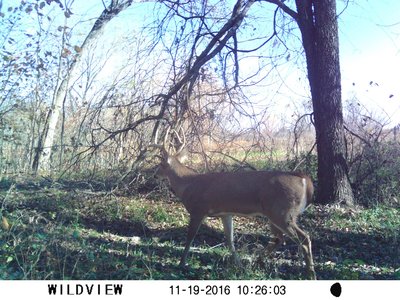 Deer-1, Old Man-0.