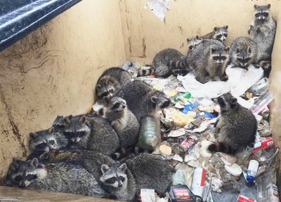 Raccoon culprits?