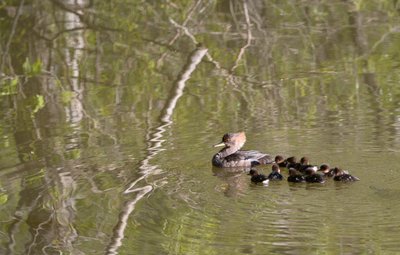 Brand new Hooded Mergansers at Max's place!