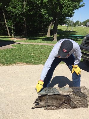 Naughty raccoon release!