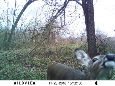 Taunting the Old Man--Game camera
