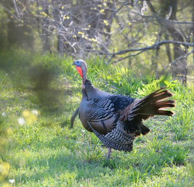 Gobbler spared!