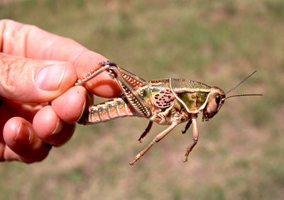 Juvenile Kansas grasshopper.