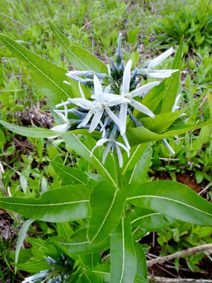 Amsonia tabernaemontana.