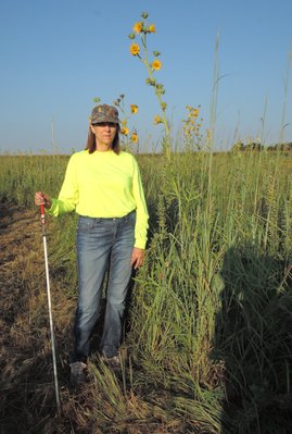 Over the head stuff! Big Bluestem grass and Compass plant.